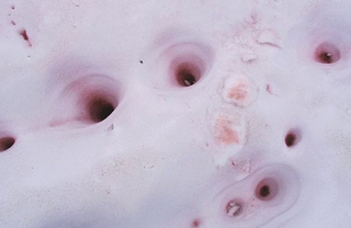 Illustration for article titled What Creates These Bright Pink Streaks in the Snow?